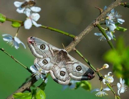 Emperor Moth, Little Peacock Eye, Saturnia Pavonia, Butterfly, Female, Insects, Moths, Moths, Moth,