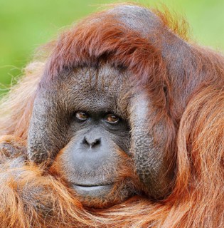 Bornean orangutan (Pongo pygmaeus), male, portrait, captive, occurring on Borneo
