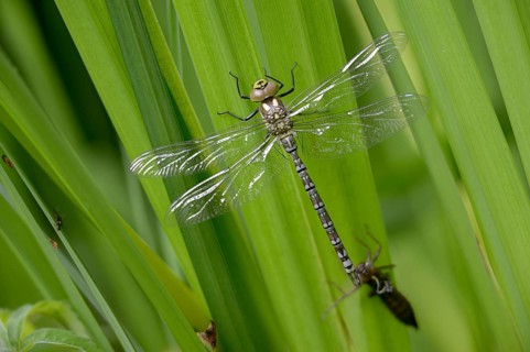 Aeshna cyanea, blue-green mosaic maiden, southern hawker, anisoptera, dragonflies, exuvia, imago,