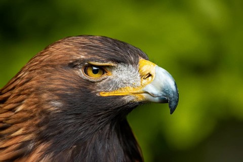 Side-view portrait of an eagle, characterised by intense eye contact, golden eagle (Aquila