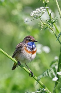 White-starred bluethroat (Luscinia svecica cyanecula), male, perched on wood chervil (Anthriscus