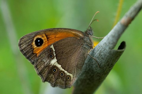 Bathsheba maniola, Pyronia bathsheba, Spanish oxeye, Spanish gatekeeper, butterfly, extremadura,