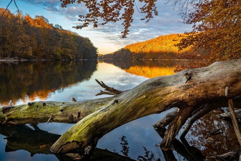Supported tree on the banks of Schmale Luzin in the Mecklenburg Lake Range in the evening in