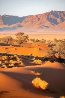 Oryx, spit block standing in sand dunes, landscape in the NamibRand nature reserve, Namib Desert,