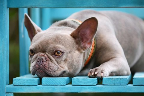 Lilac brindle French Bulldog with yellow eyes wearing paracord collar lying on blue bench