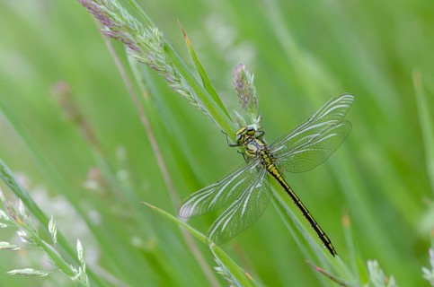 Rivermaids, Gomphidae, Gomphus Pulchellus, Wedgemaid, Western Clubtail, Western Wedge Maiden,