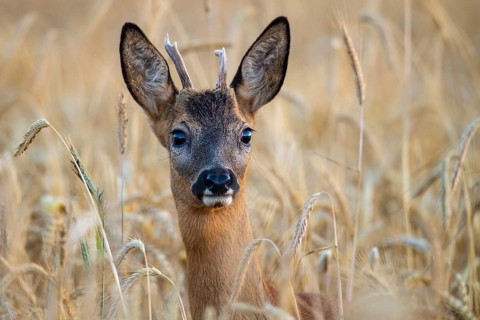 Roe deer (Capreolus capreolus), Vechta, Lower Saxony, Germany