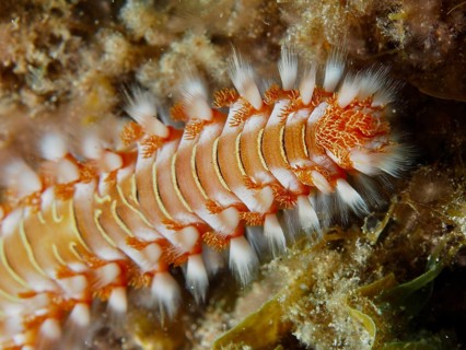 Close-up of a bristle worm, the fire bristle worm (Hermodice carunculata), showing fine structures,