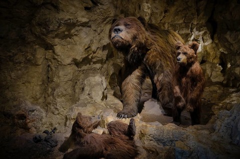 Interior photograph, exhibit cave bear (Ursus spelaeus) with cubs in a cave, Naturkundemuseum