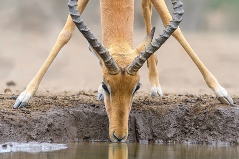 Impala ram, (Aepyceros melampus), drinking at a watering hole, Mashatu Game Reserve, Botswana