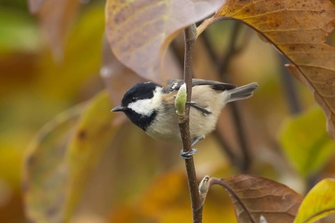Coal tit (Periparus ater) adult garden bird in a magnolia tree with autumn colour leaves, England,