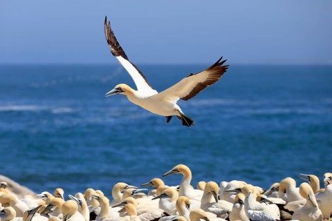 Cape Gannet (Morus capensis), adult, in flight, breeding colony, Lamberts Bay, Western Cape, South