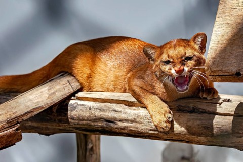 A jaguarundi bares its teeth and hisses aggressively whilst lying on a wooden beam. The jaguarundi