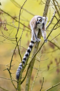 Ring-tailed lemur (Lemur catta) climbing in a tree, captive, Germany