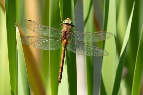 Norfolk hawker dragonfly (Aeshna isoceles) adult insect resting on a reed leaf in summer, Suffolk,