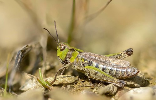 Acrididae, caelifera, field locusts, gomphocerinae, grasshoppers, heather grasshoppers, small