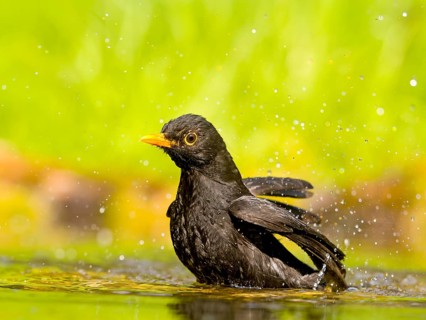 Blackbird (Turdus merula), male bathing in shallow water with water droplets, Solms, Hesse, Germany