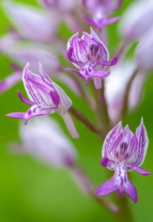 Helmet herb, orchidaceae, orchids, orchids, orchis militaris, flora, high size, portrait, military