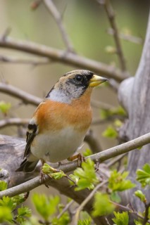Mountain finch, brambling, fringilla montifringilla, birds, high size, portrait format, passeri,