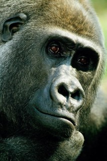 Gorilla, gorilla gorilla, male, portrait, captive