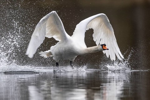 Mute Swan (Cygnus olor), Ahlhorn Fish Ponds, Ahlhorn, Lower Saxony, Germany