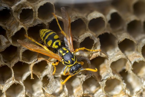 Brighter-colored paper wasp, French field wasp, gallic field wasp, house field wasp, hymenoptera,