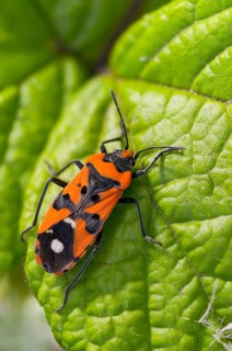 Lygaeus equestris, knight bug, black and red bug, ground bugs, high size, portrait format, insects,