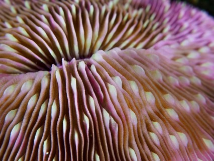 Close-up of a pink mushroom coral (Fungia fungites) with pronounced undulations and a fine texture