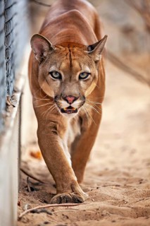 A Cougar with an intense expression moves across sandy ground near a fence, a mountain lion, or