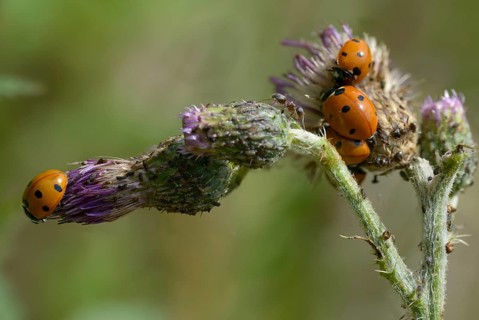 Coccinella septempunctata, seven-spotted ladybird, beetle, coleoptera, insects, beetles, seven-spot