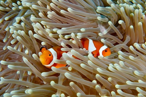 Two Ocellaris Clownfish (Amphiprion ocellaris), Nemo, swimming through the tentacles of a sea