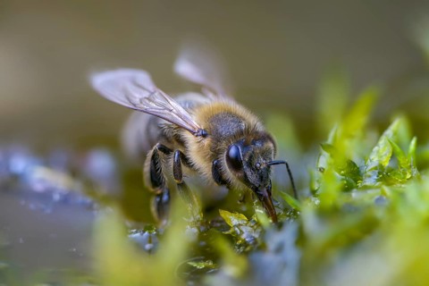 Apidae, apis mellifera, bees, European honey bee, European honeybee, hymenoptera, western honey