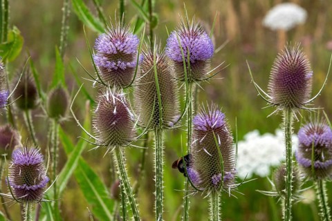 Wild teasel (Dipsacus fullonum), in flower, Baden-Württemberg, Germany