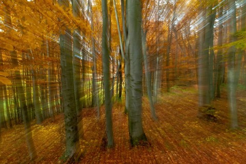 Atmosphere, autumn, tree, beech forest, trees, autumn, landscape, deciduous forest, mood, tree,