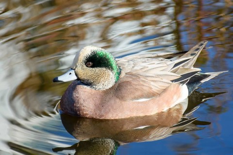 American Widgeon, (Anas americana), swimming in a pond, Vancouver, British Colmbia, Canada