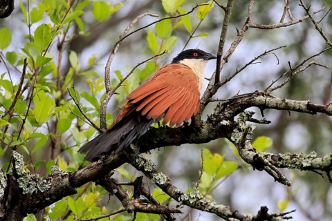 Burchell's cuckoo (Centropus superciliosus), white-browed cuckoo, spurred cuckoo, adult, perched on
