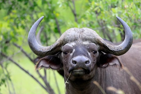 Cape buffalo (Syncerus caffer), adult, portrait, feeding, blade of grass, Kruger National Park,