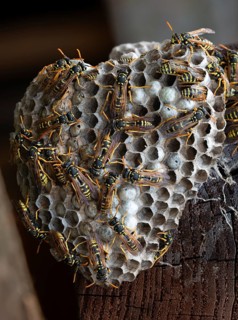Brighter-colored paper wasp, French field wasp, gallic field wasp, house field wasp, hymenoptera,