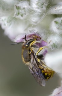 Anthidium manicatum, apidae, bees, European wool carder bee, garden woolbee, large woolbee,