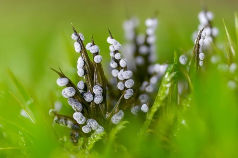 Didymium melanospermum, grey pellet slime mold, hemispherical crust mushroom, slime molds, slime