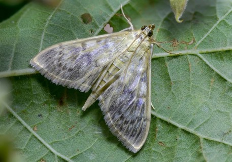 Pale stingworm, nettle moth, patania ruralis, insects, mother of pearl moth, moths, moths,