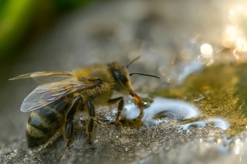 Apidae, apis mellifera, bees, European honey bee, European honeybee, hymenoptera, western honey