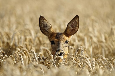 Animals, mammals, deer, fawn, portrait, looking out of cornfield