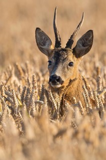 A roe deer (Capreolus capreolus) in a cereal field during the leaf-growing season, Vechta, Lower