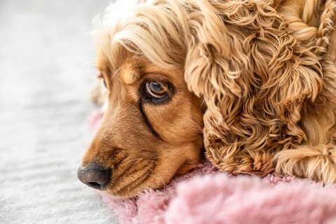 Close up of a sad cocker spaniel with brown tear stains beneath the eyes. Concept of animal care,