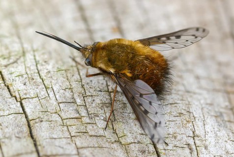 Bombylius Discolor, Dotted Bee-Fly, Spotted Woolswear, Diptera, Insects, Insects, Two-winged Birds