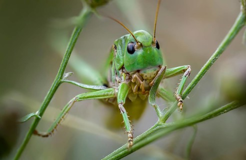 Decticus verrucivorus, deciduous locusts, wart biters, ensifera, female, grasshoppers, insects,