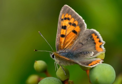 Fire moth, small fire moth, Lycaena phlaeas, small copper, butterfly, insects, butterflies,