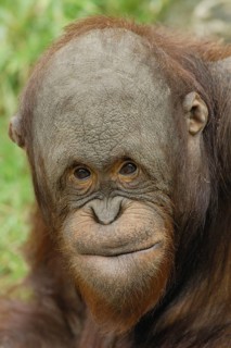 Young orangutan making grimaces, Pongo pygmaeus