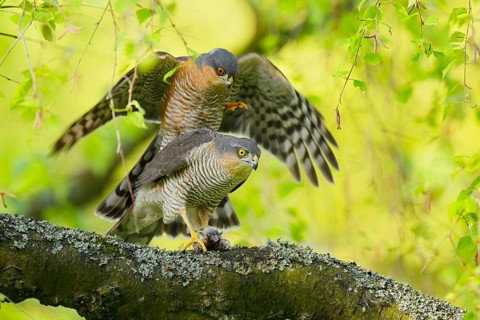 Eurasian Sparrowhawk (Accipiter nisus), male and female mating, North Rhine-Westphalia, Germany
